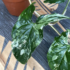 Syngonium podophyllum 'Variegata' - μεγάλα δείγματα