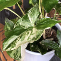 Syngonium podophyllum 'Variegata' XL - 3 rastline/črepnik