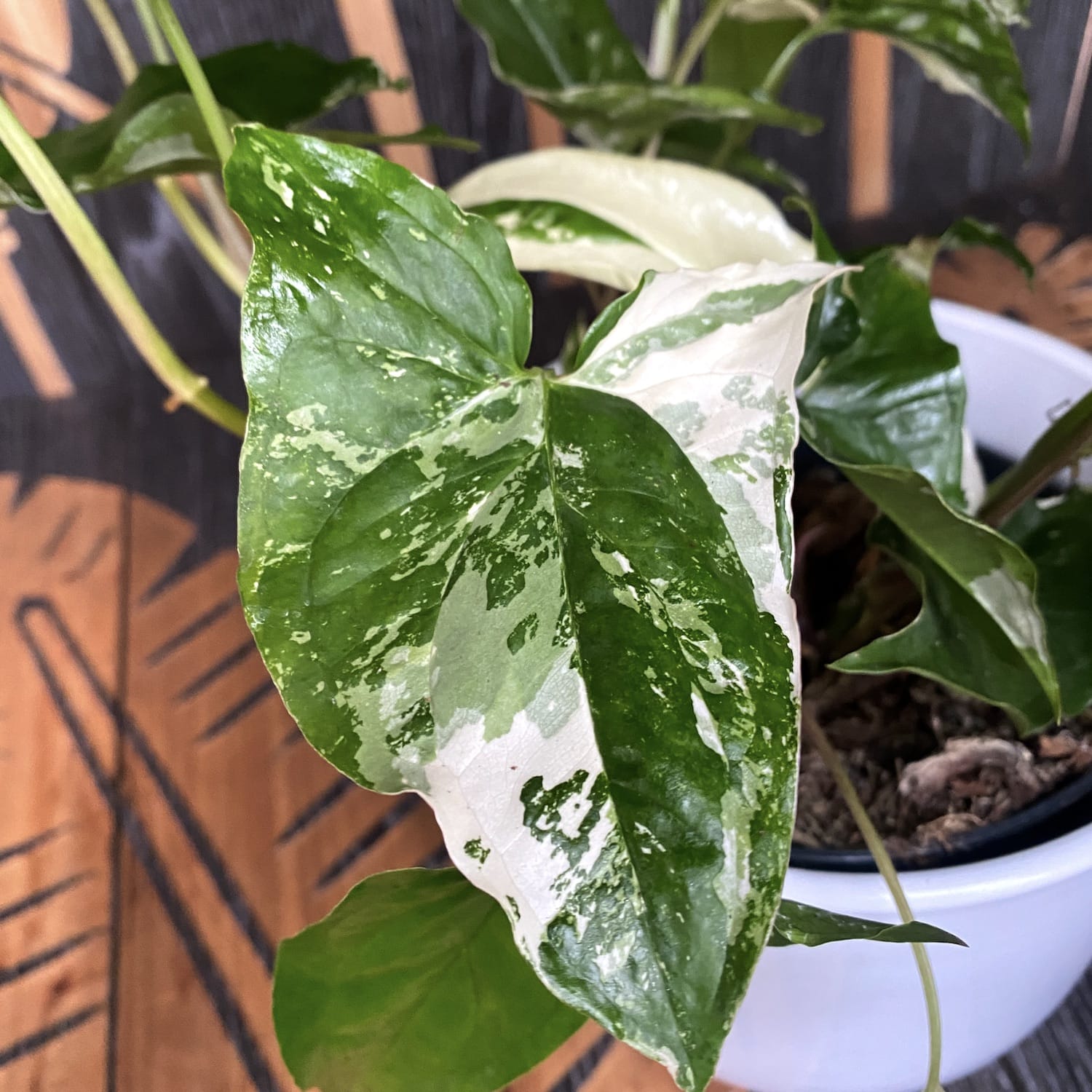 Syngonium podophyllum 'Variegata' XL - 3plante/ghiveci