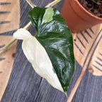 Syngonium podophyllum 'Variegata' - μεγάλα δείγματα