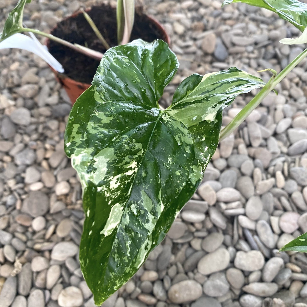 Syngonium podophyllum 'Variegata' - veľké exempláre