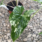 Syngonium podophyllum 'Variegata' - μεγάλα δείγματα