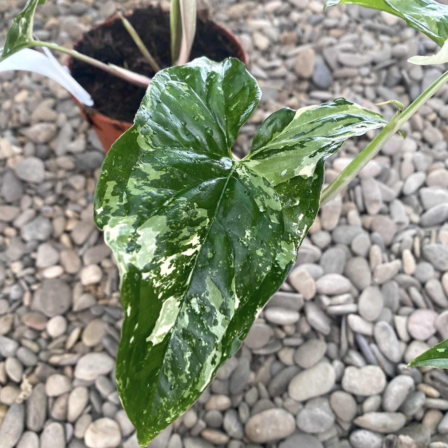 Syngonium podophyllum 'Variegata' - exemplare mari