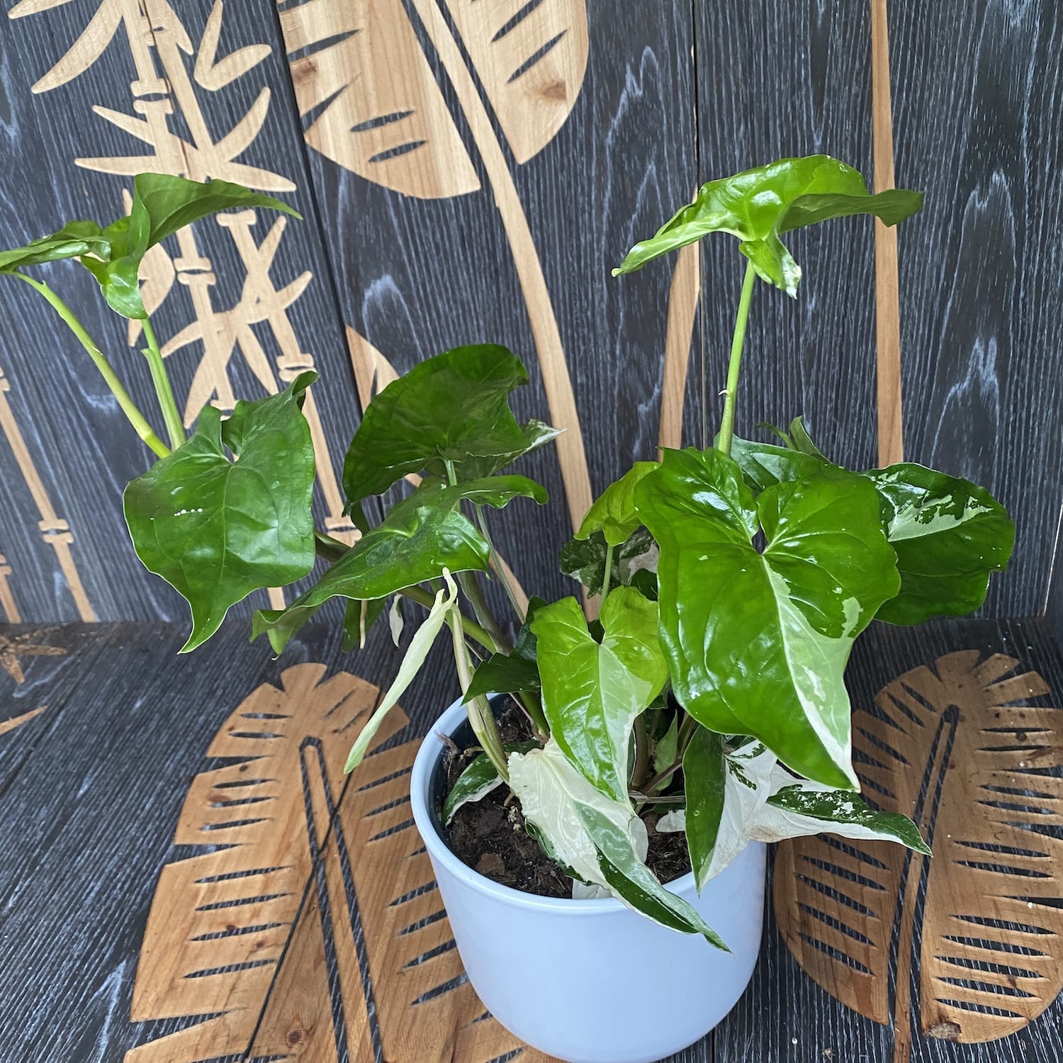 Syngonium podophyllum 'Variegata' XL - 3plante/ghiveci
