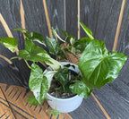 Syngonium podophyllum 'Variegata' XL - 3 rastline/črepnik