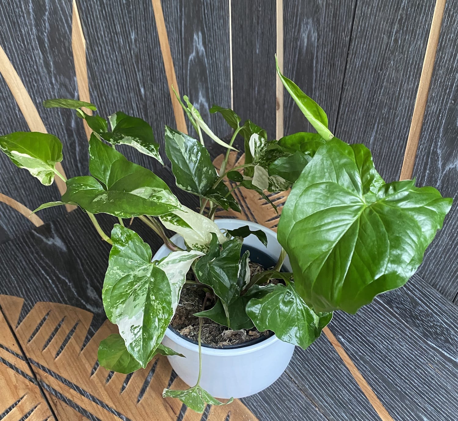 Syngonium podophyllum 'Variegata' XL - 3plante/ghiveci