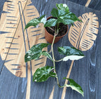 Syngonium podophyllum 'Variegata' - μεγάλα δείγματα