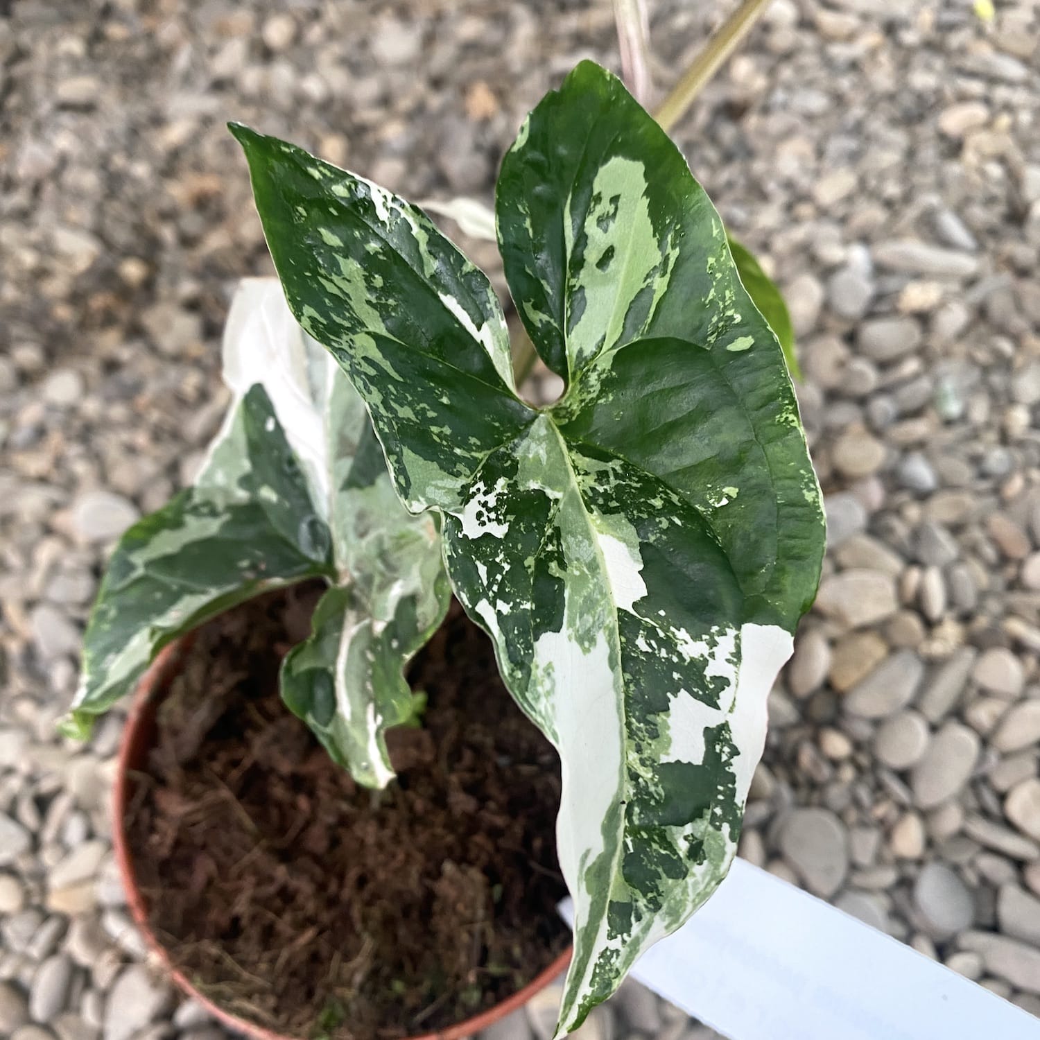 Syngonium podophyllum 'Variegata' - exemplare mari