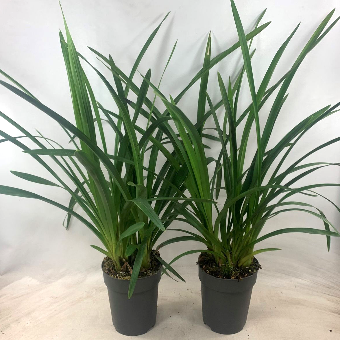 Cymbidium-Mix ohne Blüten