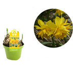 Narcissus 'Tete Boucle'