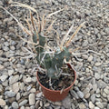 Tephrocactus articulatus var. papyracanthus