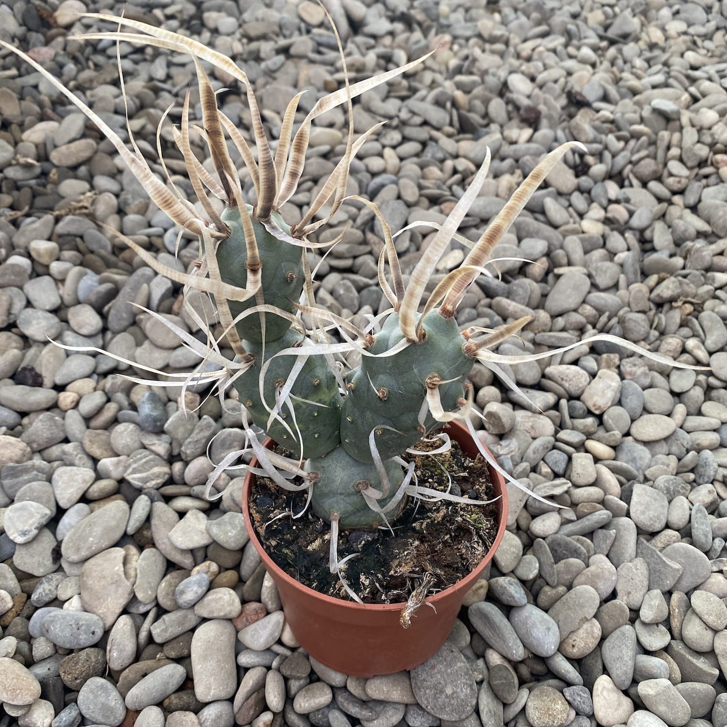 Tephrocactus articulatus var. papyracanthus