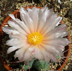 Thelocactus hexaedrophorus - flori spectaculoase