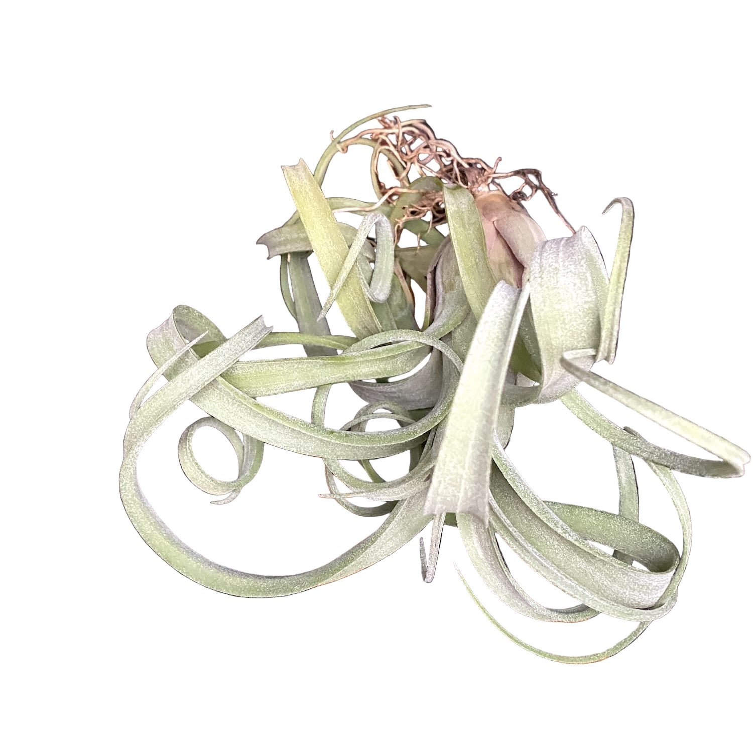 Tillandsia Curly Slim XL