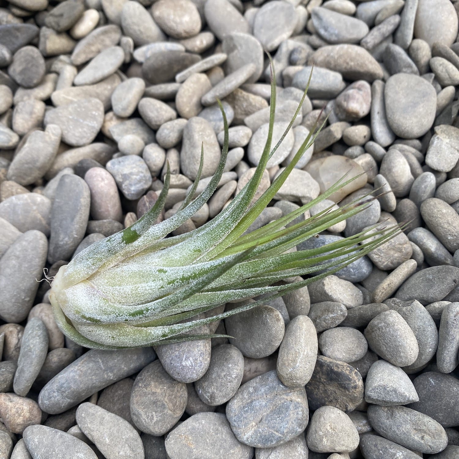 Tillandsia Ionantha Scaposa