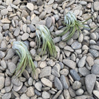 Tillandsia Ionantha Scaposa