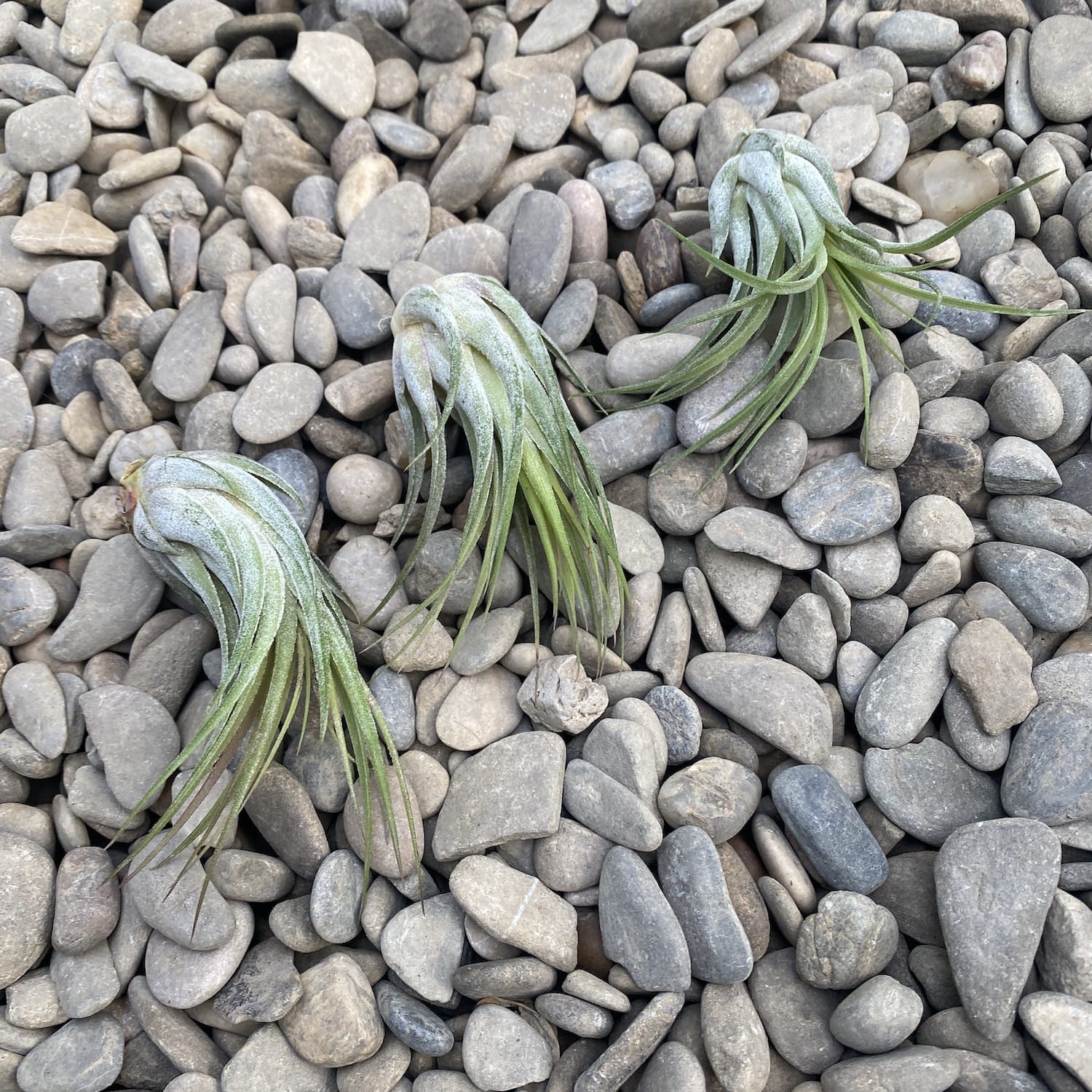 Tillandsia Ionantha Scaposa