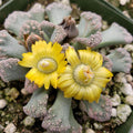 Titanopsis calcarea