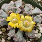 Titanopsis calcarea