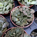 Titanopsis calcarea