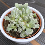 Titanopsis primosii