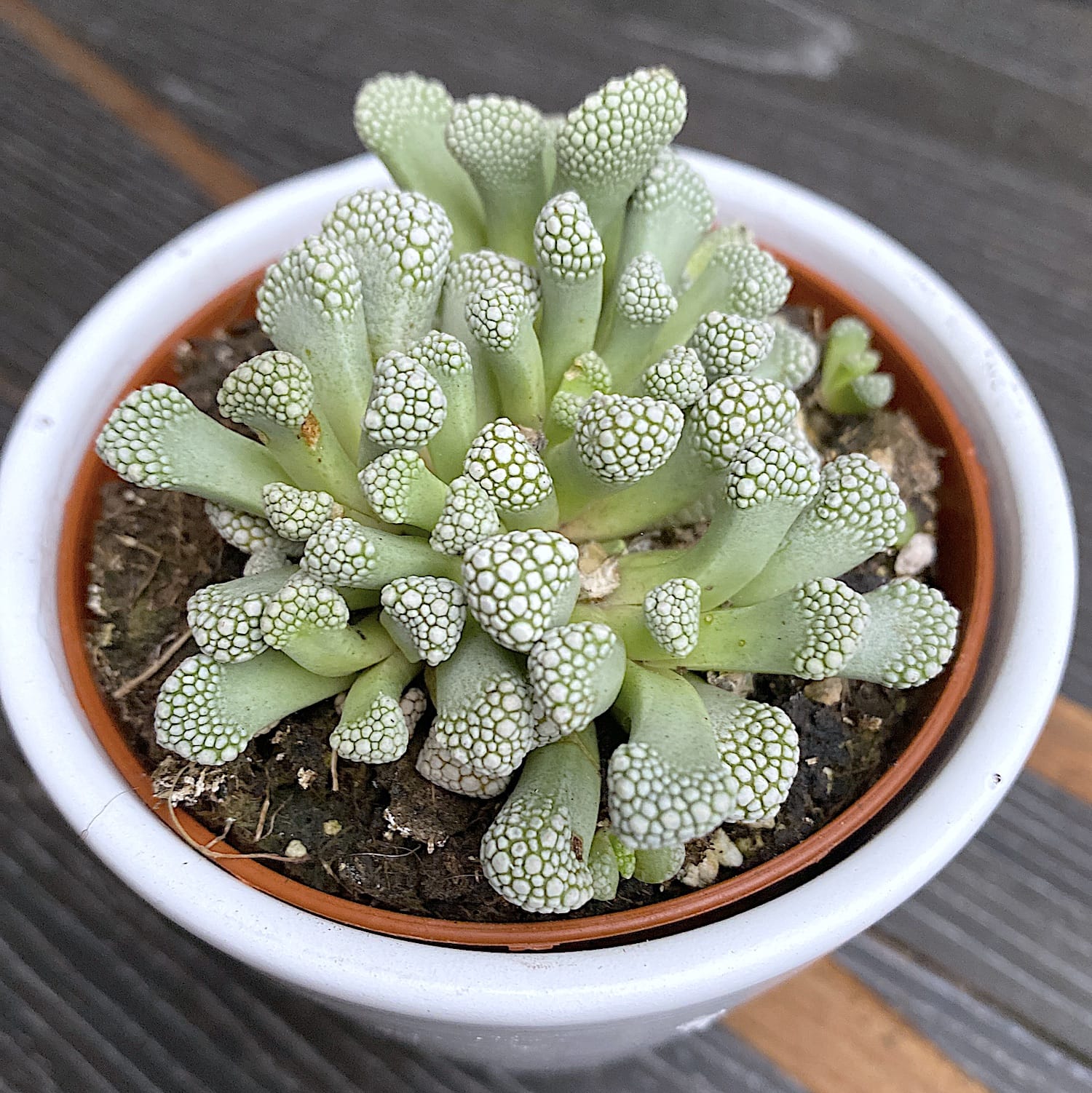 Titanopsis primosii