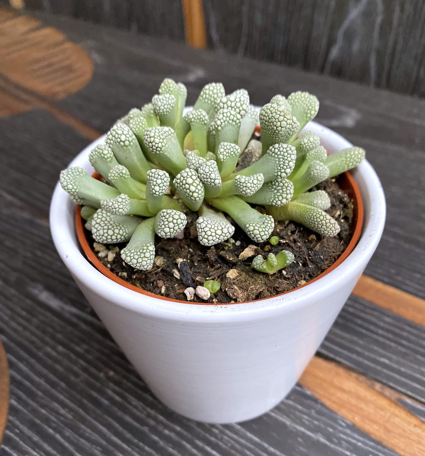 Titanopsis primosii