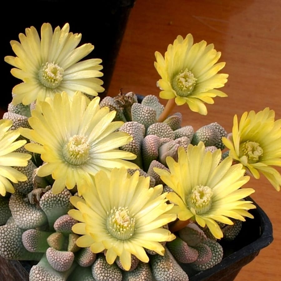 Titanopsis primosii