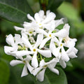 Trachelospermum jasminoides (csillag jázmin) - illatos fehér virágok