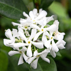Trachelospermum jasminoides (csillag jázmin) - illatos fehér virágok