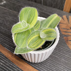 Tradescantia Sillamontana Variegata babyplant