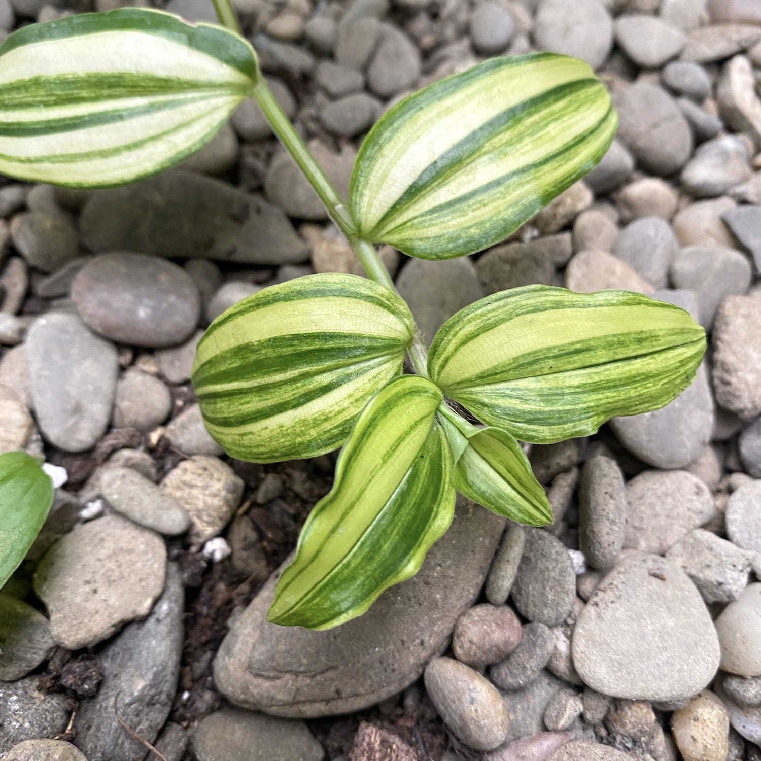 Резник (бутас) Tradescantia Yellow Hill