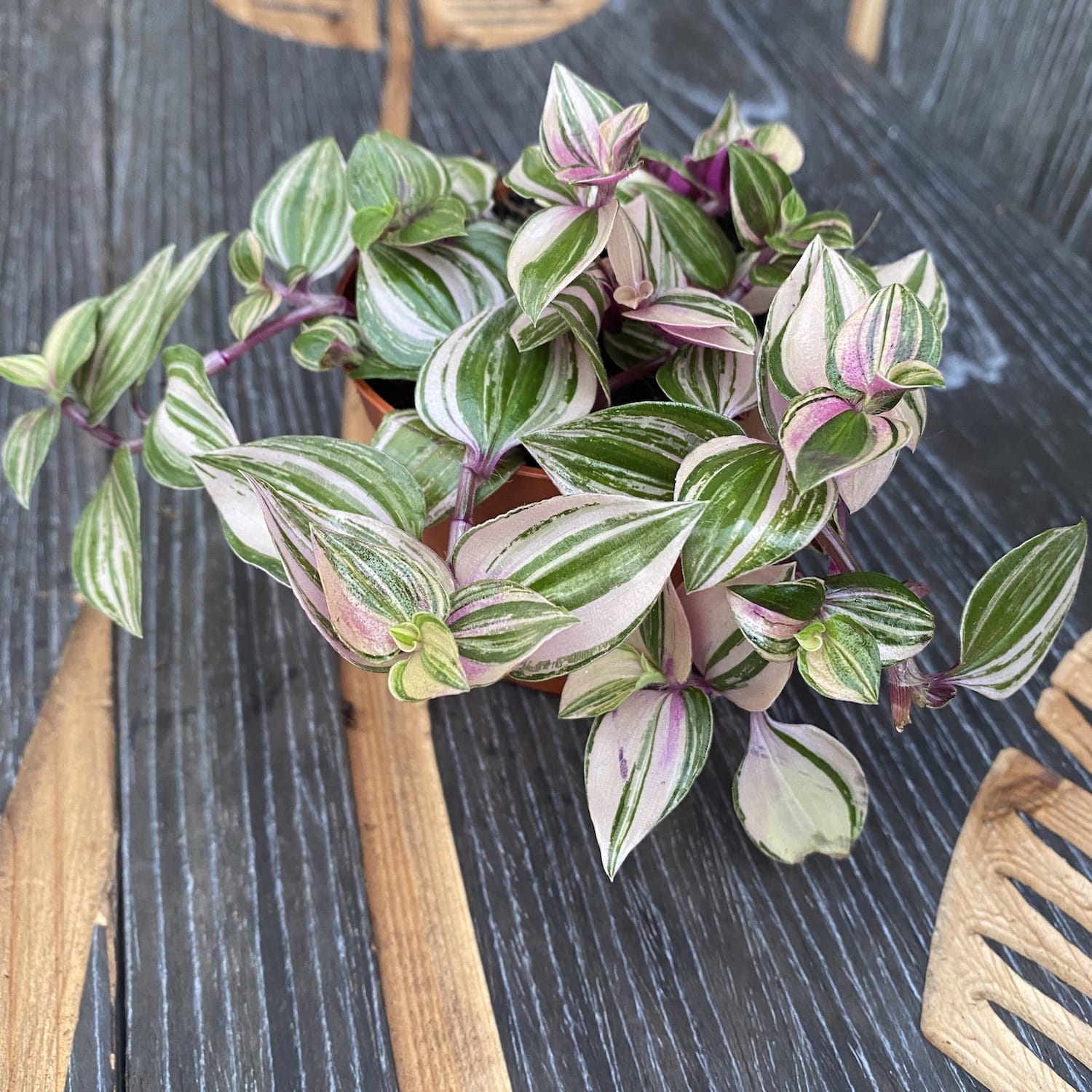 Tradescantia fluminensis 'Quadricolor' *babyplant