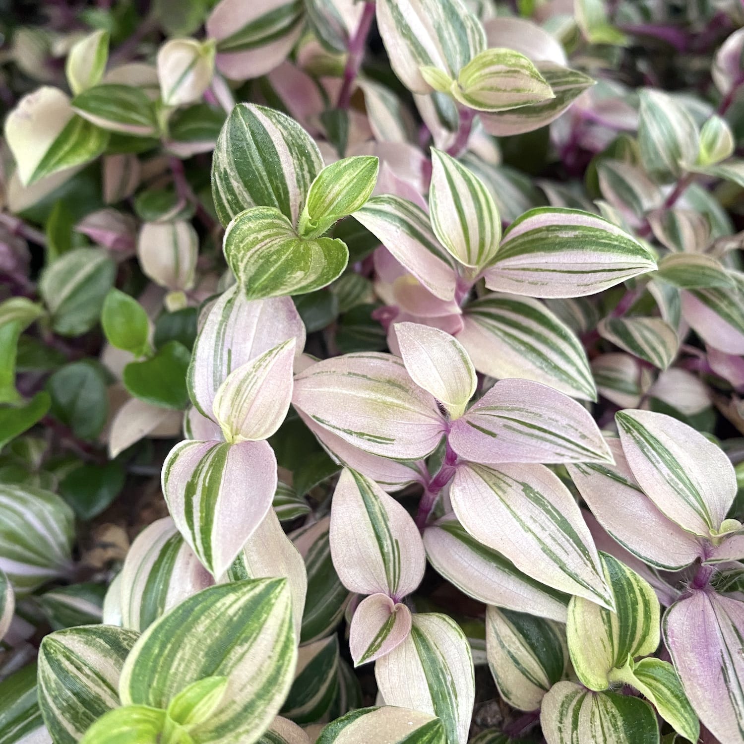 Tradescantia fluminensis 'Quadricolor' - planta curgatoare cu frunze tricolore