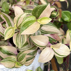 Tradescantia fluminensis 'Quadricolor' *babyplant