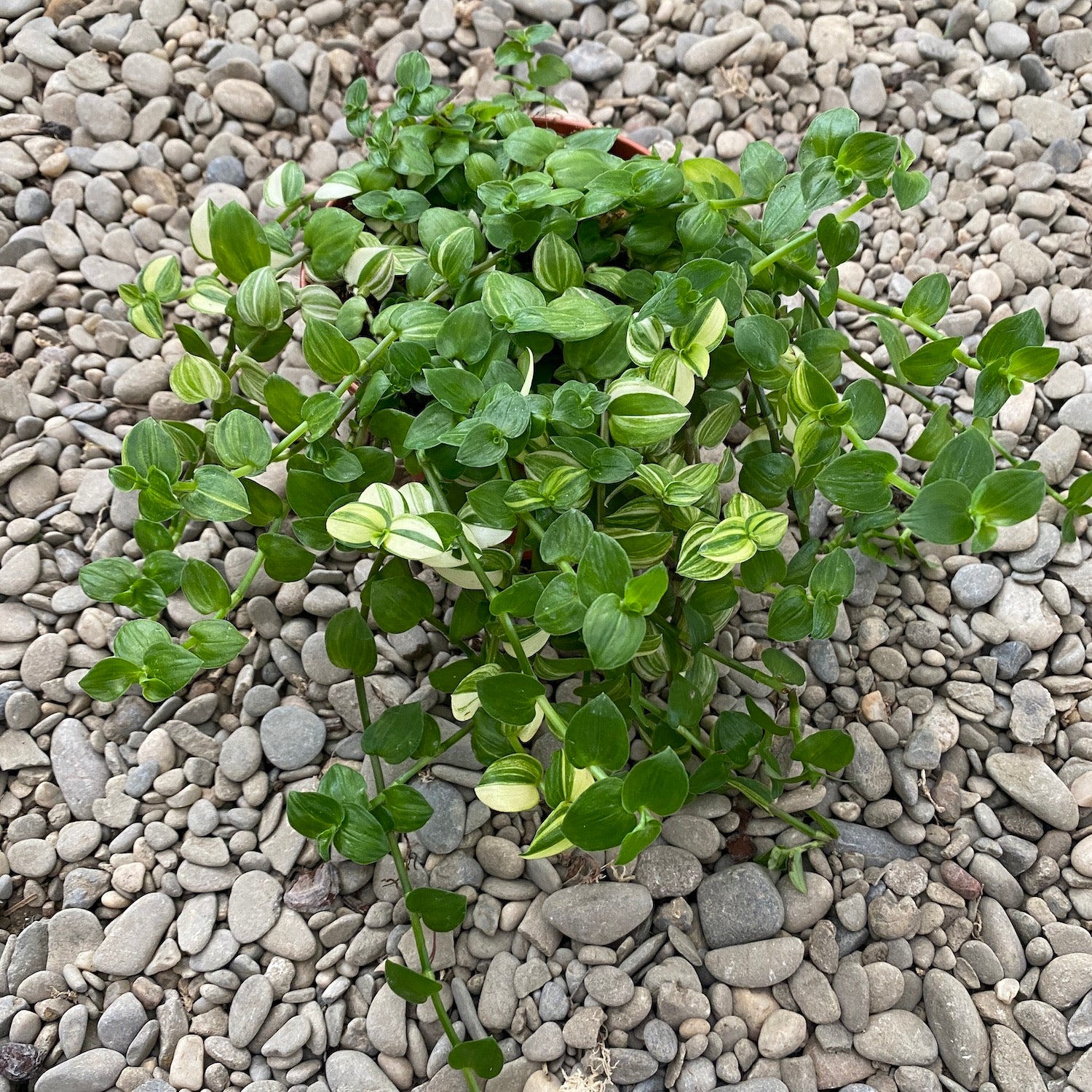 Tradescantia fluminensis aureovariegata