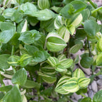 Tradescantia fluminensis aureovariegata