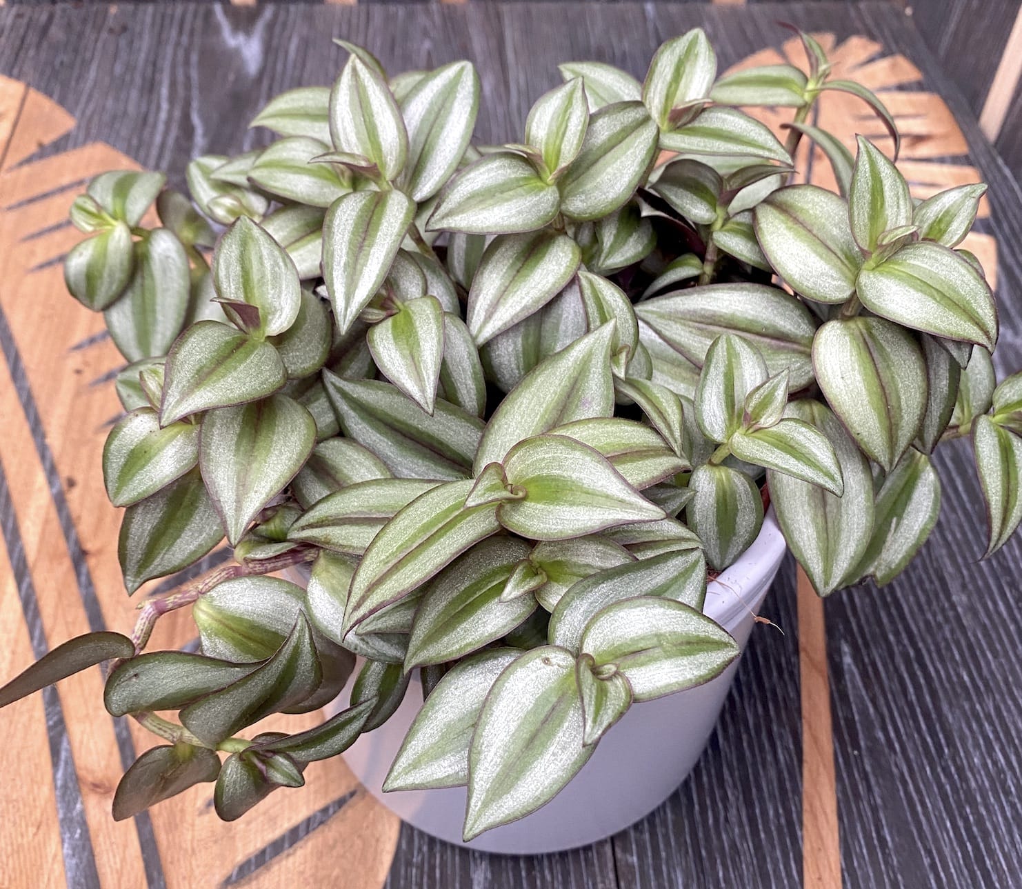 Tradescantia zebrina Silver Plus - planta curgatoare