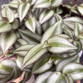 Tradescantia zebrina Silver Plus - plante retombante