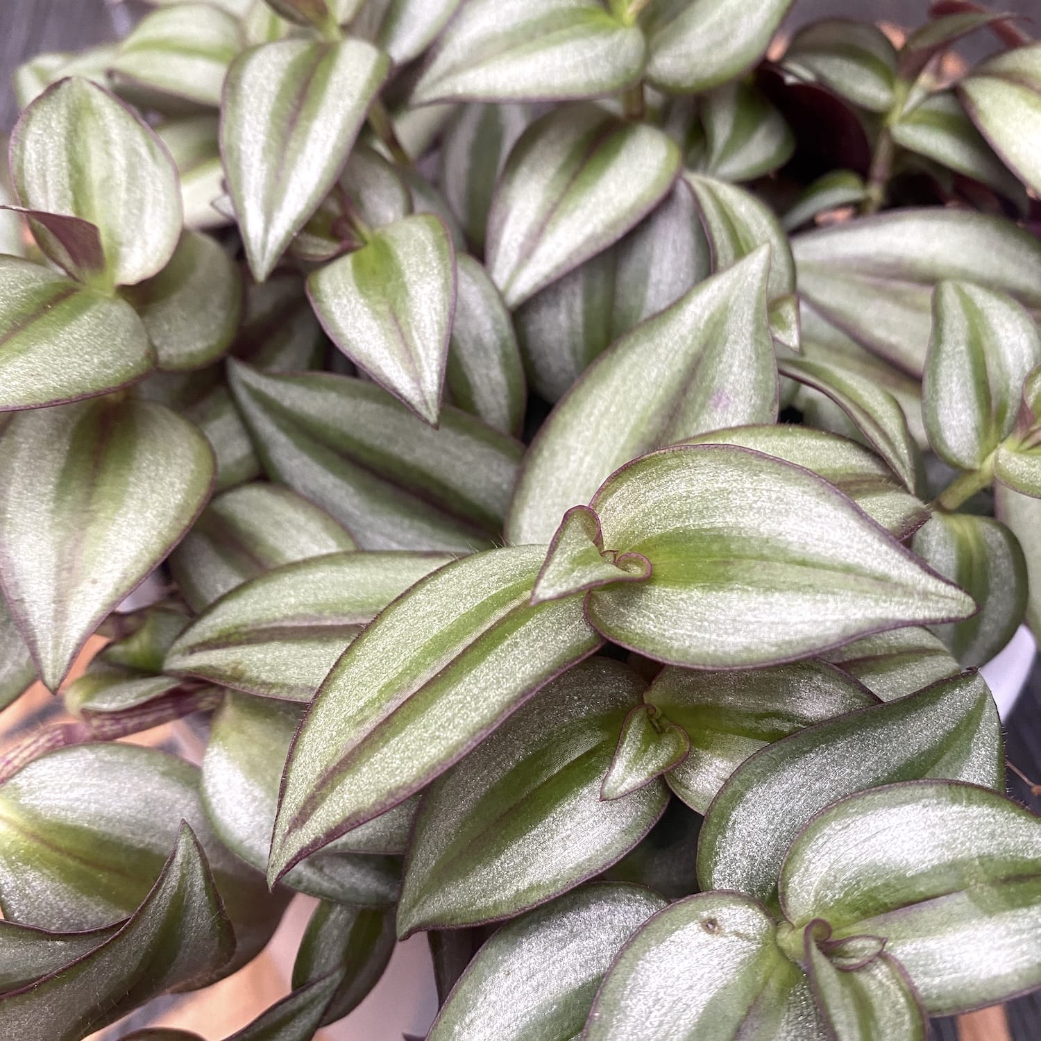 Tradescantia zebrina Silver Plus - planta curgatoare
