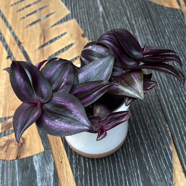 Tradescantia zebrina 'Purpusii Purple Joy' *babyplant