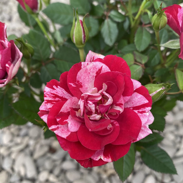 Trandafiri Rosa Gigi™ Parade parfumat (2- 3plante/ghiveci)