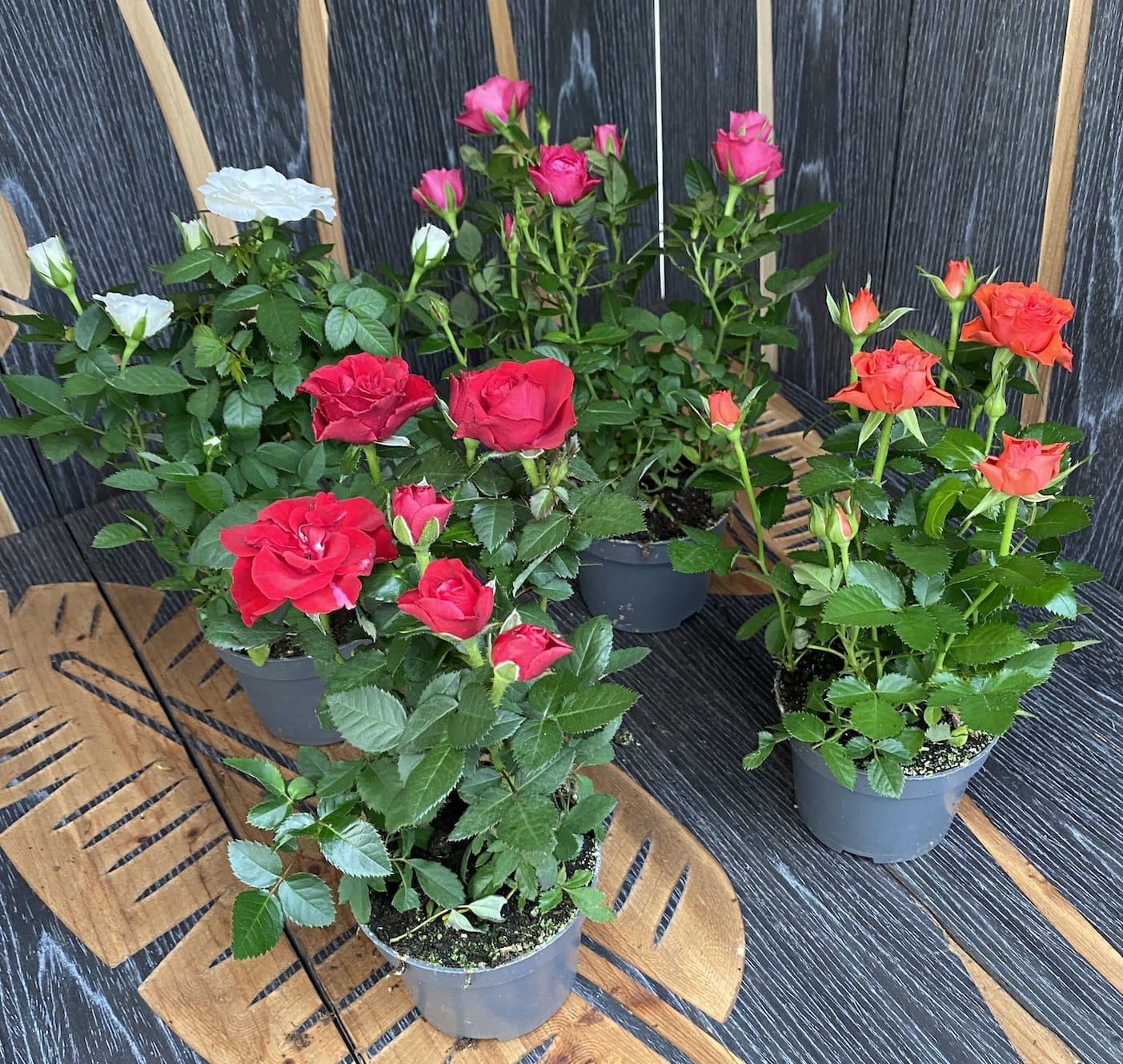 Trandafiri pitici de gradina (3 plante/ghiveci)