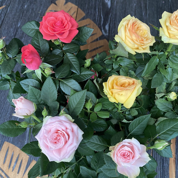 Dwarf garden roses (3 plants/pot)