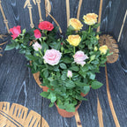 Trandafiri pitici de gradina (3 plante/ghiveci)