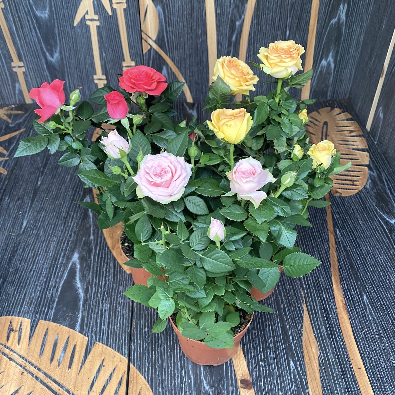 Trandafiri pitici de gradina (3 plante/ghiveci)