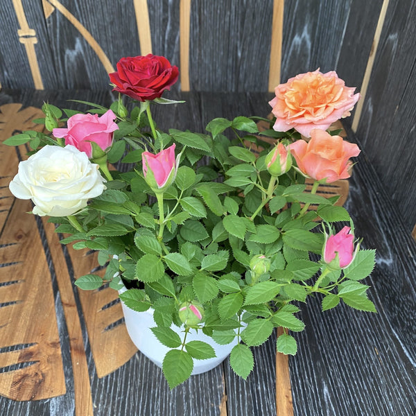 Dwarf roses 'Carnival' - 3 colors/pot