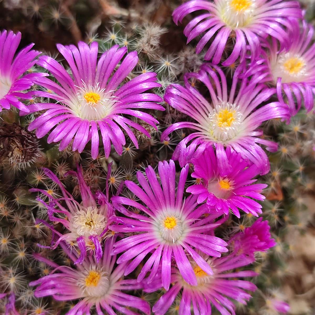 Trichodiadema densum