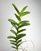 Trichoglottis atropurpurea (Trichoglottis philippinensis)