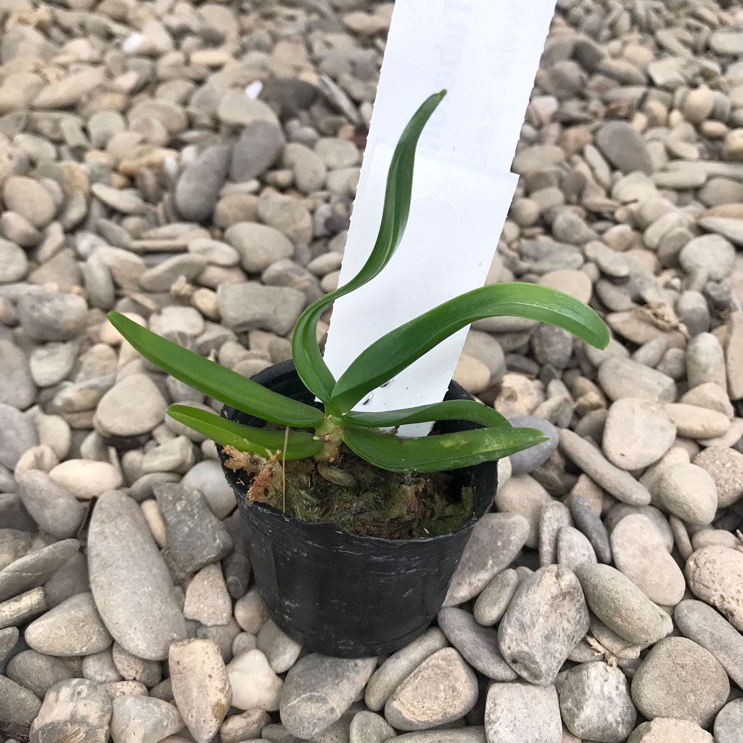 Tuberolabium kotoense